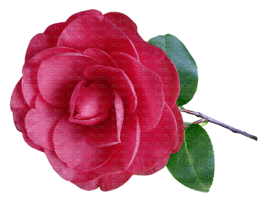 kukka flower fleur - ücretsiz png
