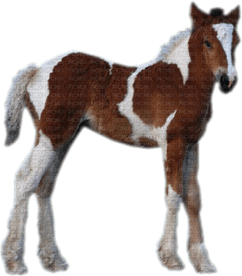 cheval - darmowe png
