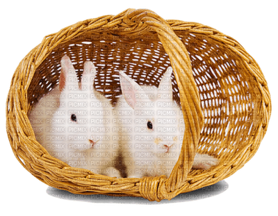 patymirabelle animaux lapins - png gratis