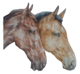 horse head bp - GIF animé gratuit
