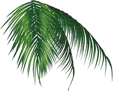 Palm leaves.Tropical.Victoriabea - PNG gratuit