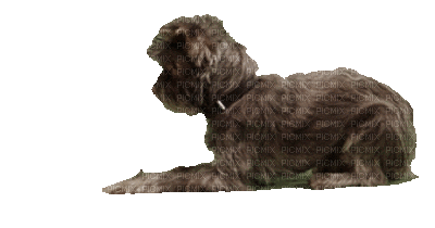 Dog.Chien.Perro.Victoriabea - 無料のアニメーション GIF