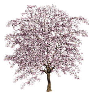 spring tree 2 - 免费PNG