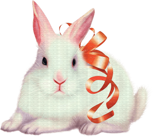 Bunny.Rabbit.White.Orange - 免费PNG