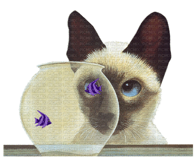 gatto - Δωρεάν κινούμενο GIF