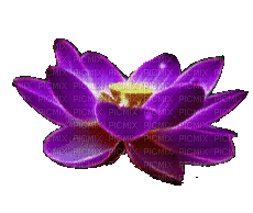 Lotus - Δωρεάν κινούμενο GIF