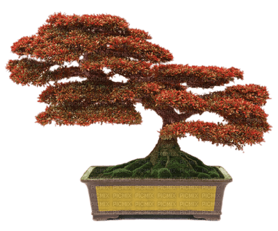 trees bonsai bp - δωρεάν png