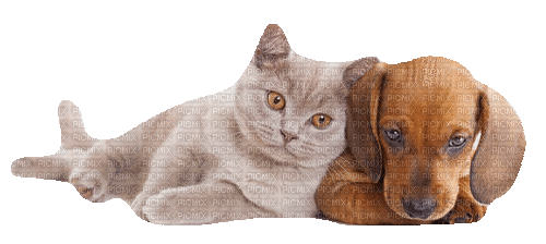 cat dog schlappi50 - 無料のアニメーション GIF