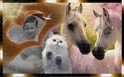 cavalli - GIF animado gratis