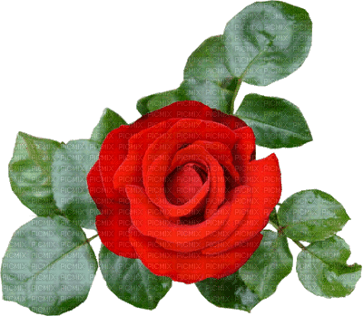 rosa roja - Безплатен анимиран GIF