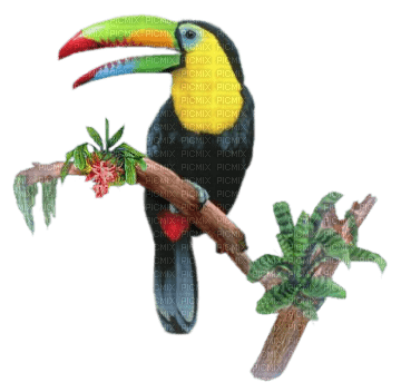 Kaz_Creations Bird Birds - png gratis