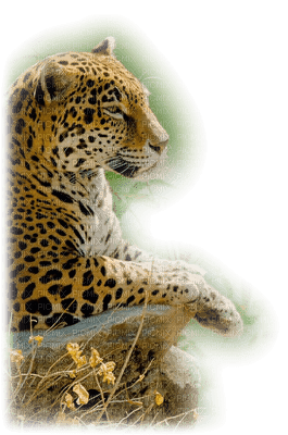 leopardo - png ฟรี