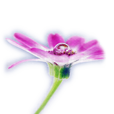 flower - PNG gratuit