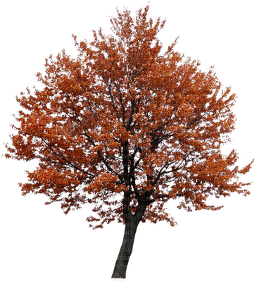 red tree, sunshine3 - PNG gratuit