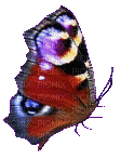бабочка - Nemokamas animacinis gif