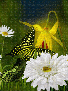 MMarcia gif flores borboleta fundo fond - 無料のアニメーション GIF