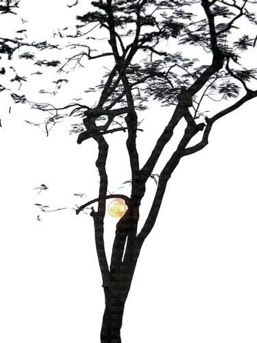 tree,moon - bezmaksas png