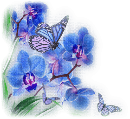 papillons - фрее пнг