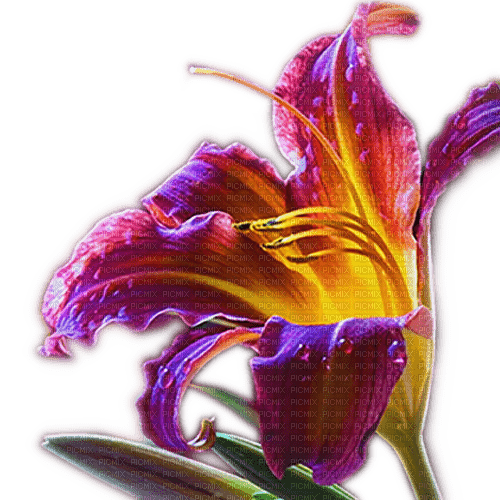 Rena Flower Lilie Blumen - фрее пнг