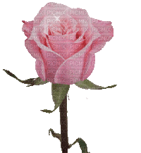 Pink Rose - Free animated GIF