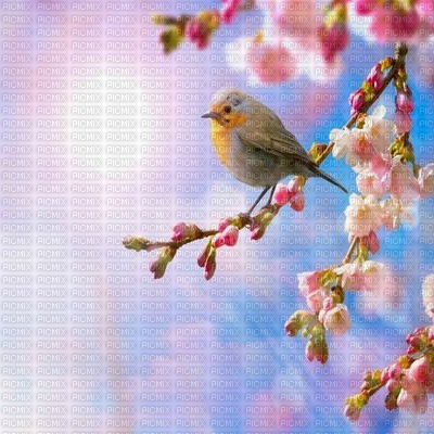 Kaz_Creations Backgrounds Background Bird Flowers - 無料png