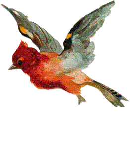 oiseaux - Δωρεάν κινούμενο GIF