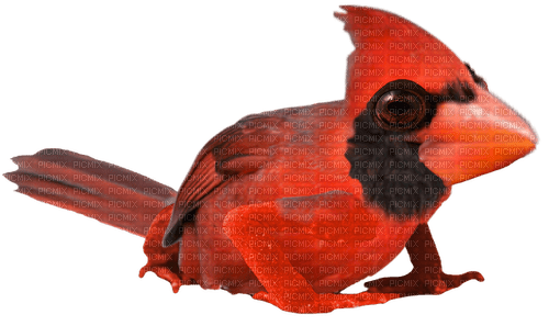 Cardinal frog - png ฟรี
