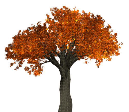 Fall Tree-RM - 免费PNG