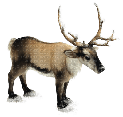 reindeer - zadarmo png