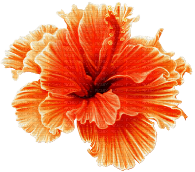 fleur orange.Cheyenne63