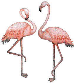 Flamingo - GIF animado grátis