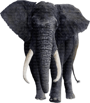 Kaz_Creations Elephants Elephant - ücretsiz png