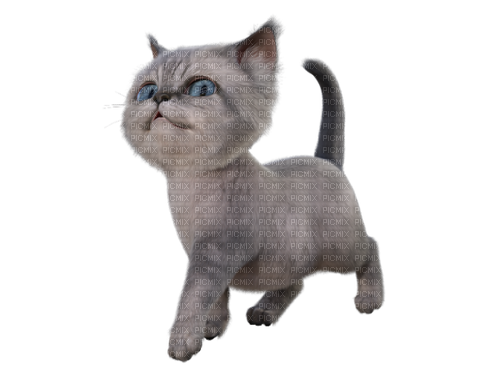 Chat Gris:) - Free PNG