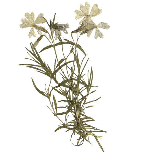 more dried white flowers - gratis png