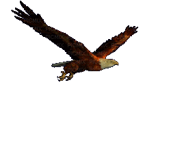 Águila volando....Gif - Animovaný GIF zadarmo