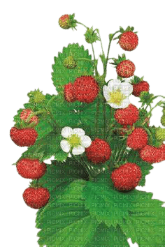 kikkapink spring flowers strawberries strawberry - PNG gratuit