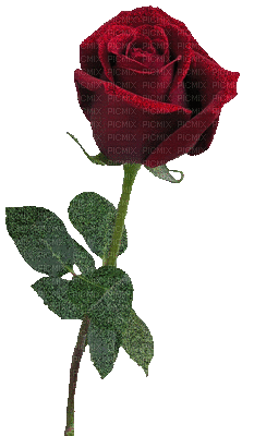 rosas by EstrellaCristal - 無料のアニメーション GIF