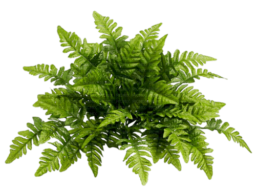 Planta color verde - png grátis