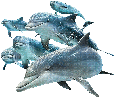dolphin delphin dauphin sea meer mer ocean océan ozean water animals fish tube summer ete  underwater undersea   animal tube  spring printemps - GIF animate gratis
