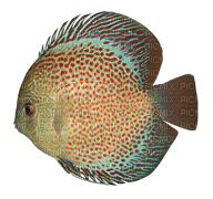 Fische - nemokama png