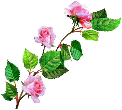 Roses.Branch.Pink - Free PNG
