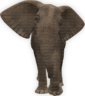 elephant - ücretsiz png