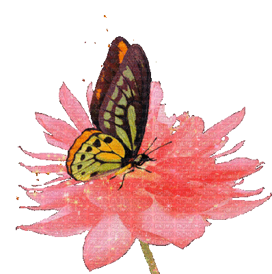 Fleur.Flower.Papillon.Butterfly.Victoriabea - Free animated GIF