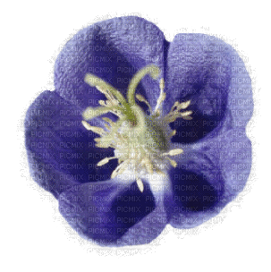 violet flower - 免费动画 GIF