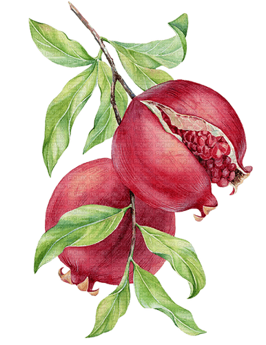 pomegranate  Bb2 - 無料png