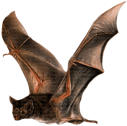 vampire bats - 免费PNG