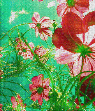 Fleurs.Flowers.Spring.Printemps.Victoriabea - Бесплатный анимированный гифка