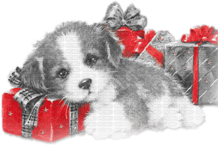 soave dog animals christmas winter  box gift - png gratuito