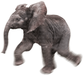 Kaz_Creations Elephant - zadarmo png