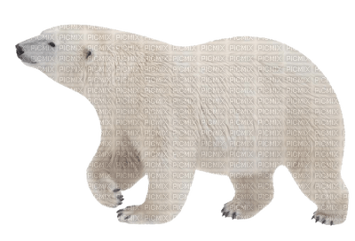 polar bear bp - PNG gratuit